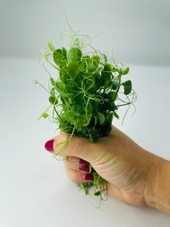 Saatgut Erbsenkresse Beleaf Microgreens Saatgut