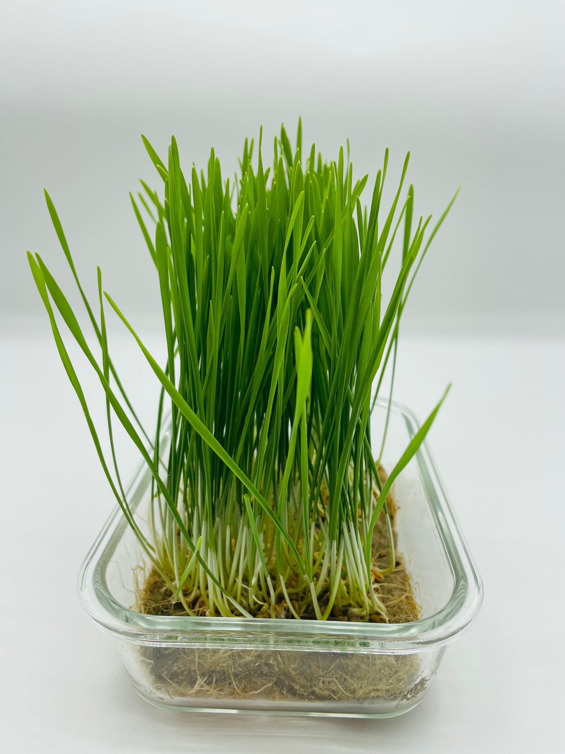 Weizengras Microgreens