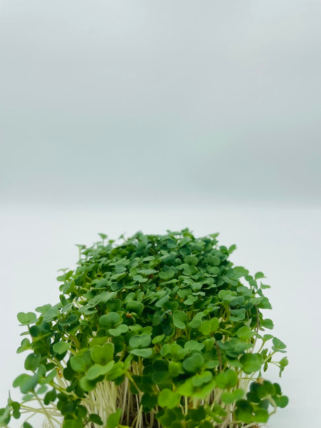 Rucola Kresse