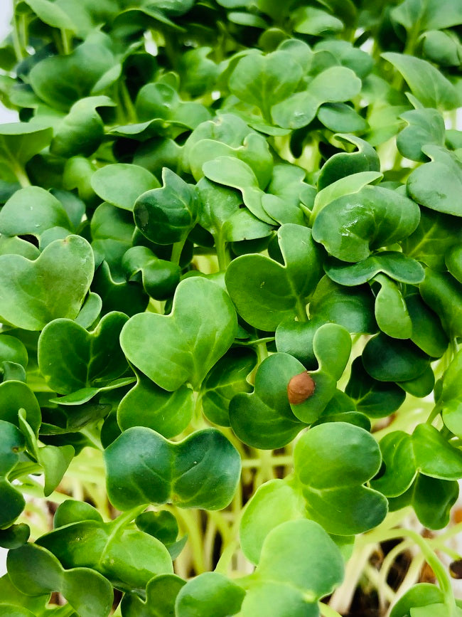 Rettich Microgreens 