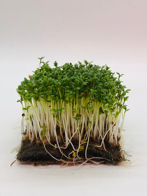 Gartenkresse Microgreens