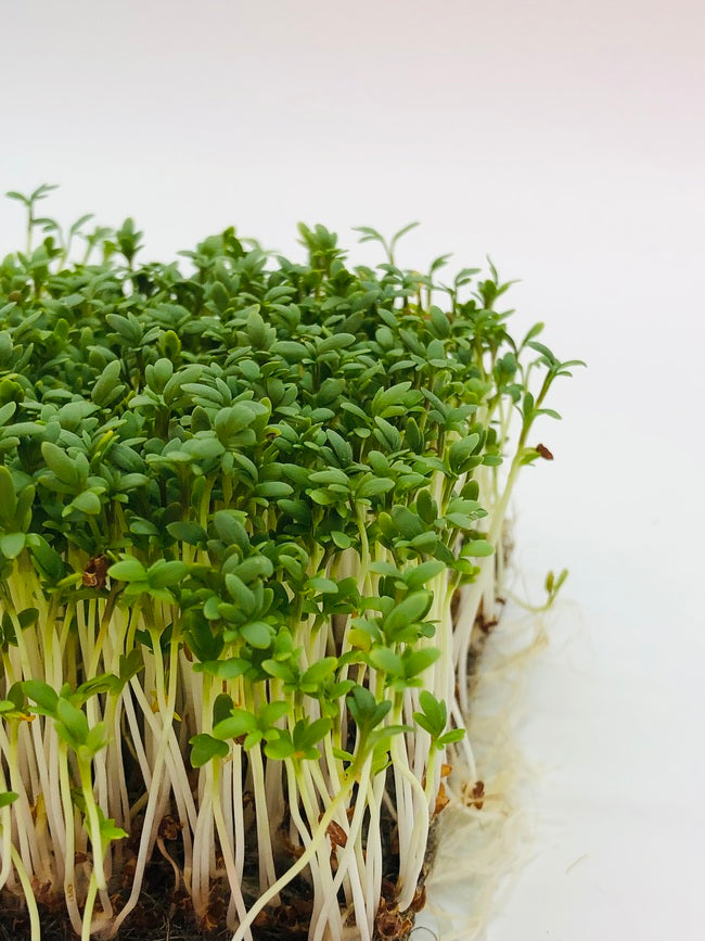 Gartenkresse Microgreens