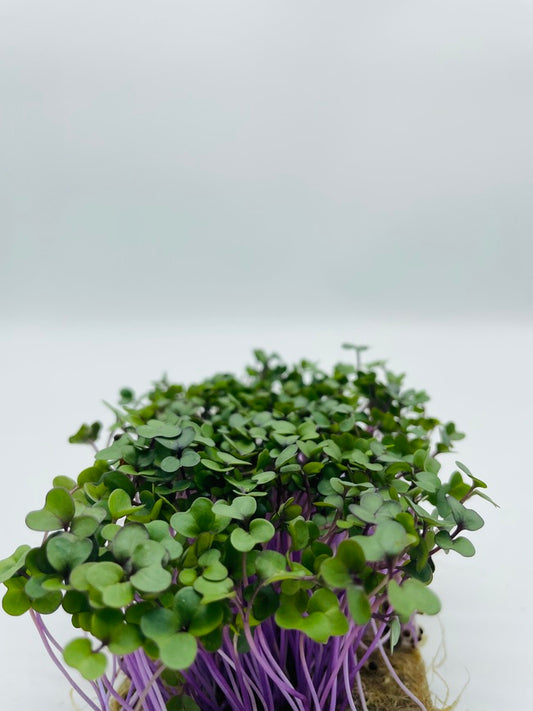 Saatgut Kohlrabi Microgreens