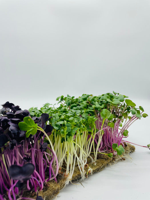 Radieschen Mix Microgreens