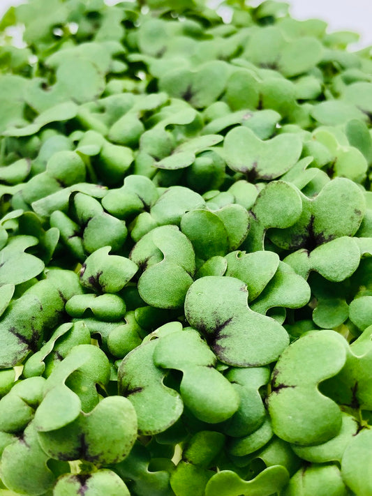 Senf Kresse Microgreens