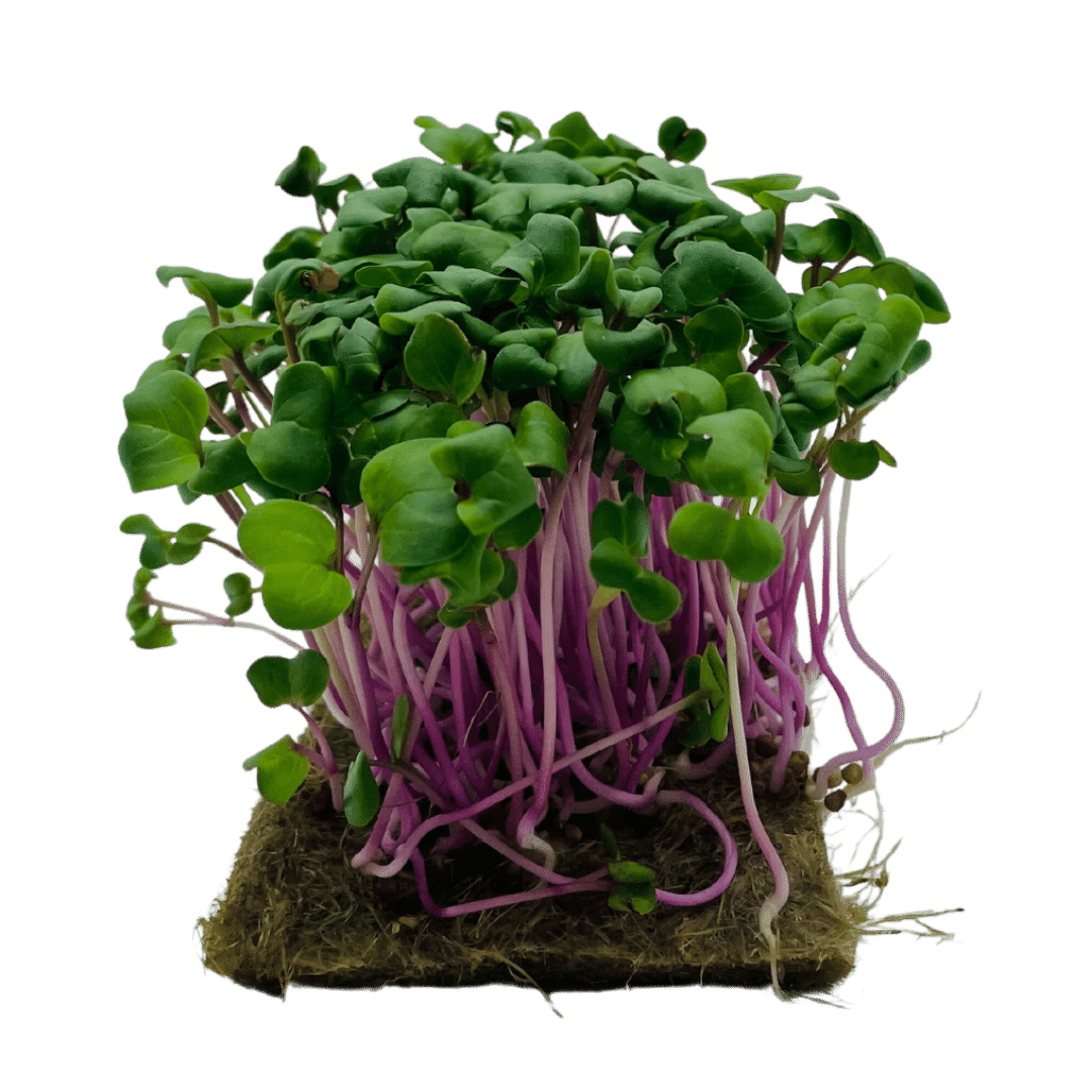 Radieschen pink microgreens 