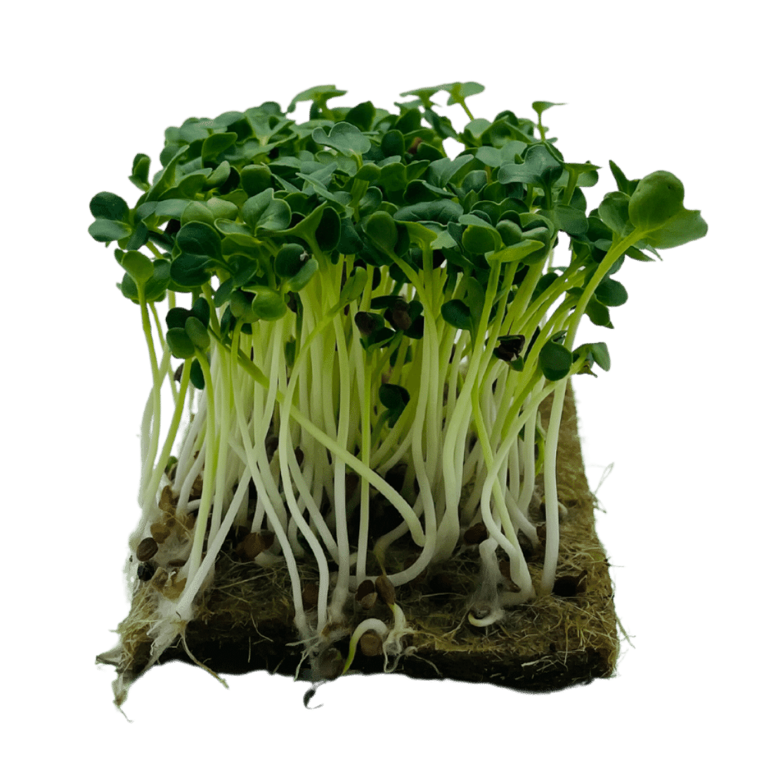 Rettich Kresse Microgreens